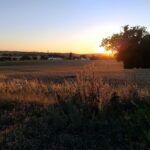 the sun is setting over a field of grass