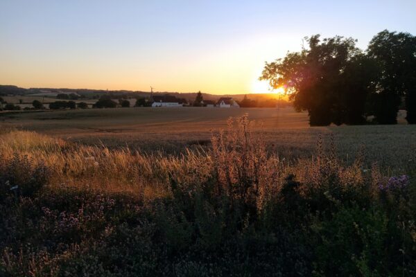 the sun is setting over a field of grass